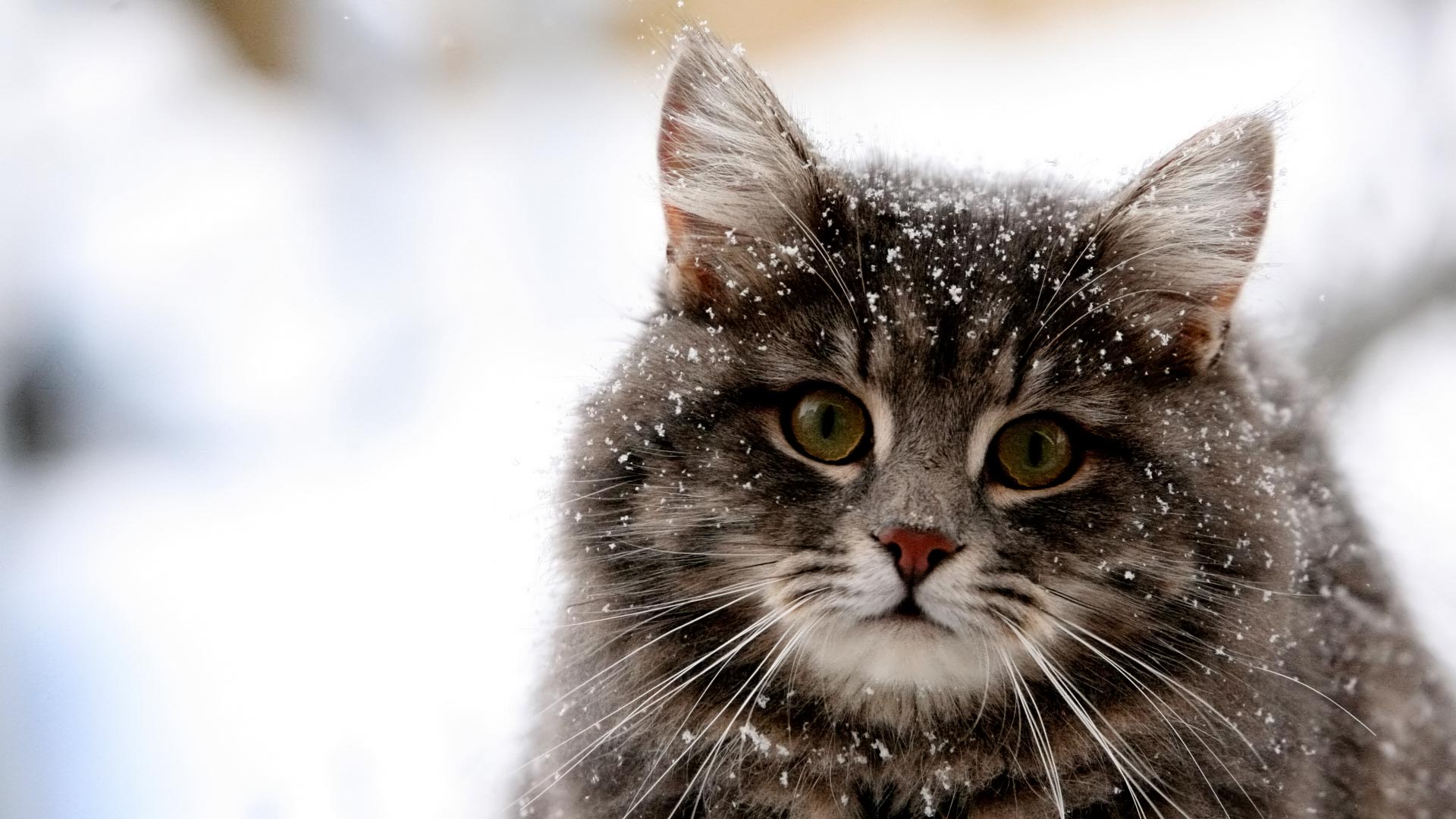 Cat - Winter coat.jpg
